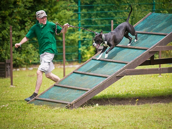 Ein Mann in grünem Poloshirt und Kappe führt einen schwarzen Hund mit weißer Brust eine Agility-Rampe hinunter. Dynamisches Hundetraining.